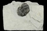 Eldredgeops Trilobite Fossil - Hamburg, New York #188826-1